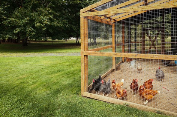 The Economics Of Raising Chickens Smartasset