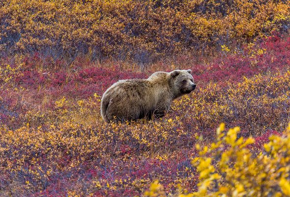 15 Things to Know Before Moving to Alaska