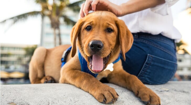 most dog-friendly cities