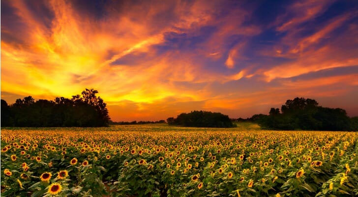 Kansas sunflower field