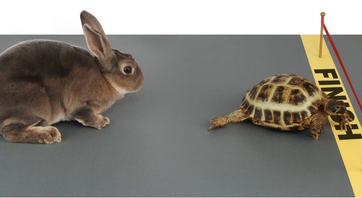Tortoise beats hare in a race