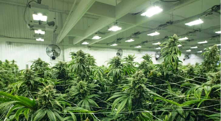 how do i buy cannabis stock