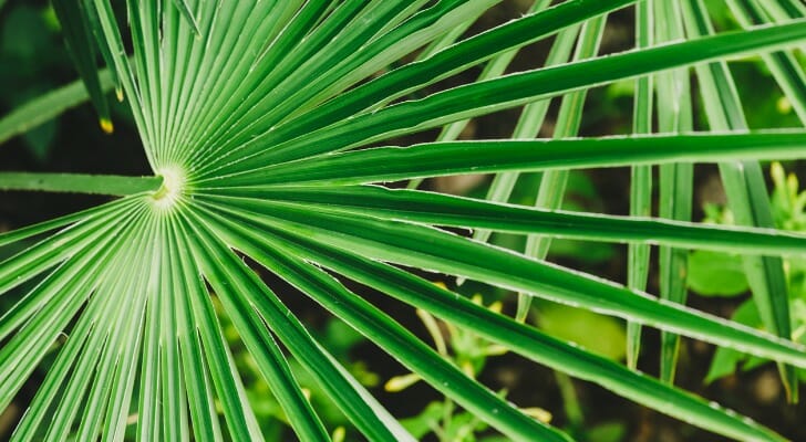 锯棕榈植物