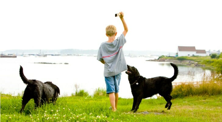 Boy in Maine playing fetch with two dogs