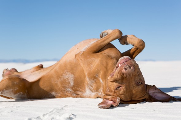 狗在沙地上翻滚- 401(k)翻滚