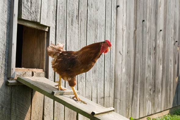 The Economics of Raising Chickens - SmartAsset